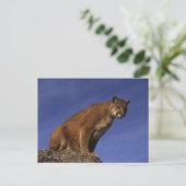 Mountain Lion Briefkaart (Staand voorkant)