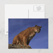 Mountain Lion Briefkaart (Voorkant / Achterkant)
