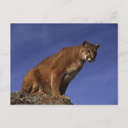 Mountain Lion Briefkaart (Voorkant)