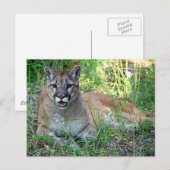 Mountain Lion Complaining Briefkaart (Voorkant / Achterkant)