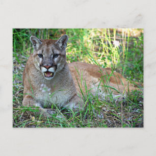 Mountain Lion Complaining Briefkaart