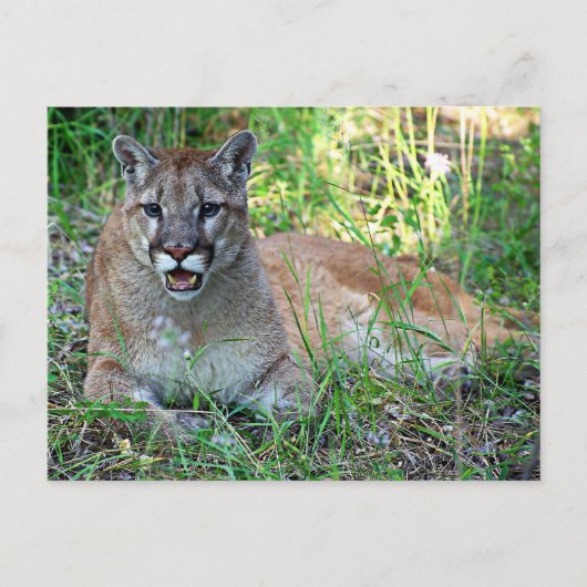 Mountain Lion Complaining Briefkaart (Voorkant)