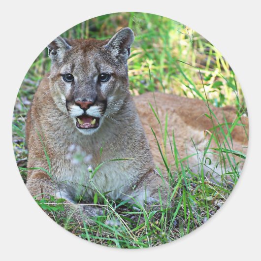 Mountain Lion Complaining Ronde Sticker (Voorkant)