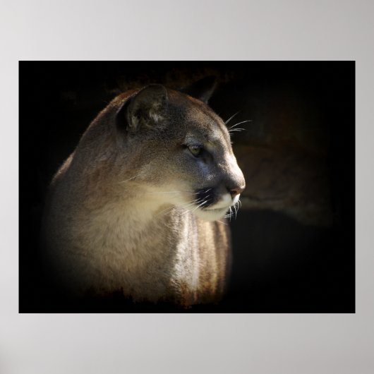 MOUNTAIN LION Cougar Big Cat Wildlife Poster (Voorkant)