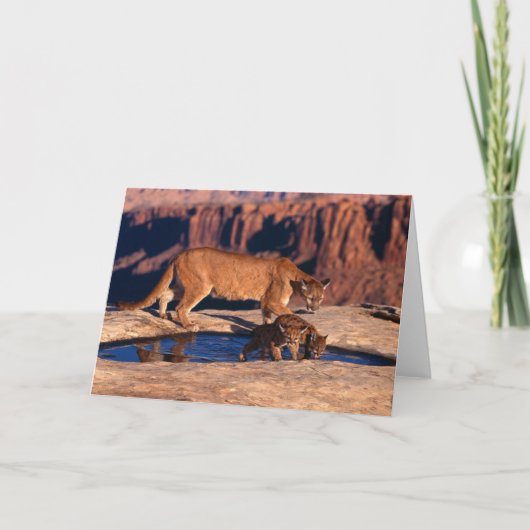 Mountain Lion & Cus Greeting Card Kaart (Voorkant)