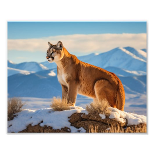 Mountain Lion Foto Afdruk (Voorkant)