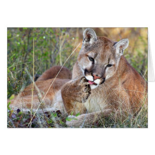 Mountain Lion - Hmmm