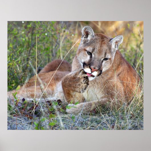 Mountain Lion - Hmmm Poster (Voorkant)