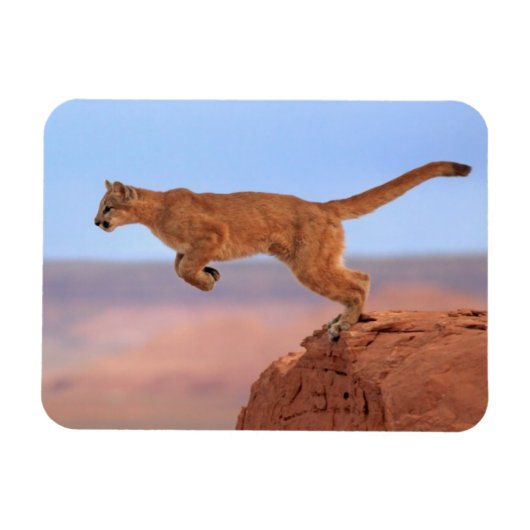 Mountain Lion Magneet (Horizontaal)