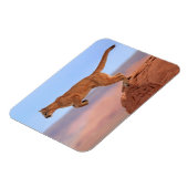 Mountain Lion Magneet (Linkerzijde)