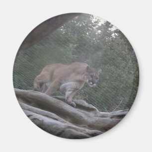 Mountain Lion Magneet