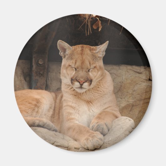 Mountain Lion Magneet (Voorkant)