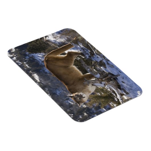Mountain Lion Magneet (Rechterzijde)