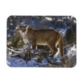 Mountain Lion Magneet (Horizontaal)