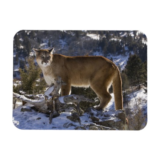 Mountain Lion Magneet (Horizontaal)