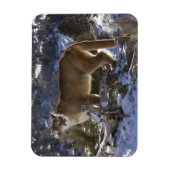 Mountain Lion Magneet (Verticaal)