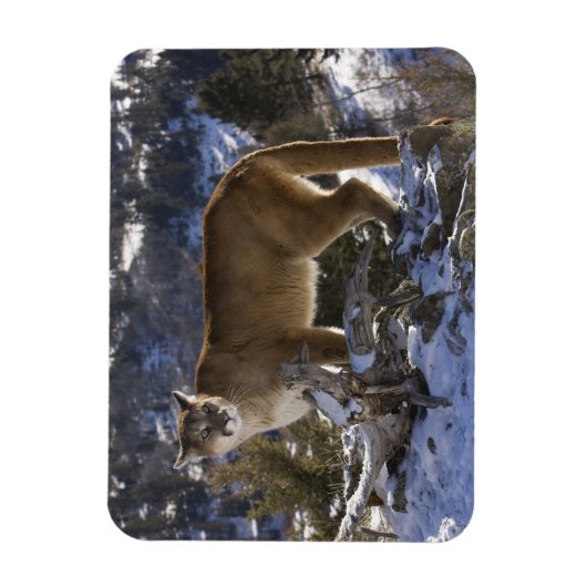 Mountain Lion Magneet (Verticaal)