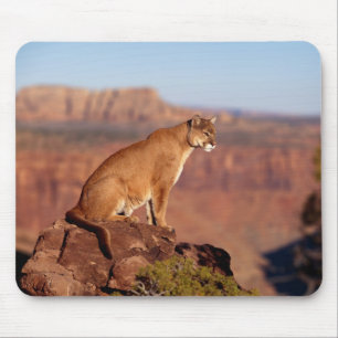 Mountain Lion Muismat