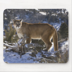Mountain Lion Muismat