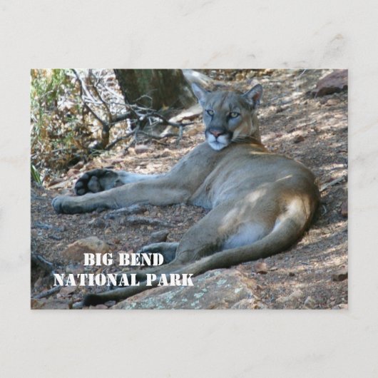 Mountain Lion ontspannen in schaduw. Big Bend NP Briefkaart (Voorkant)