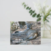 Mountain Lion ontspannen in schaduw. Big Bend NP Briefkaart (Staand voorkant)