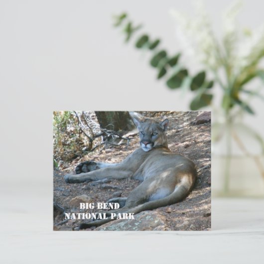 Mountain Lion ontspannen in schaduw. Big Bend NP Briefkaart (Staand voorkant)