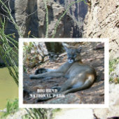 Mountain Lion ontspannen in schaduw. Big Bend NP Briefkaart