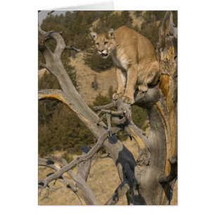 Mountain Lion, ook bekend als puma, cougar; Puma c