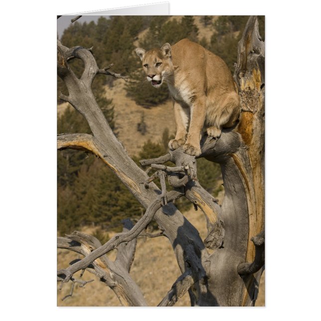 Mountain Lion, ook bekend als puma, cougar; Puma c (Voorkant)