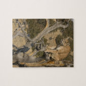 Mountain Lion, ook bekend als puma, cougar; Puma c Legpuzzel (Horizontaal)