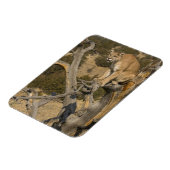 Mountain Lion, ook bekend als puma, cougar; Puma c Magneet (Linkerzijde)