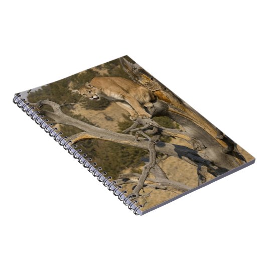 Mountain Lion, ook bekend als puma, cougar; Puma c Notitieboek (Rechterzijde)