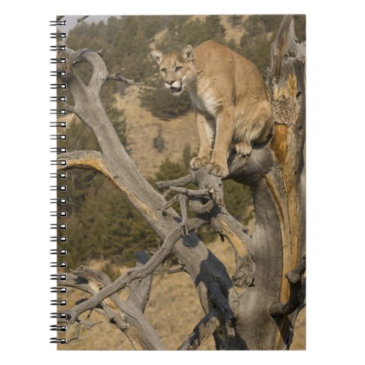 Mountain Lion, ook bekend als puma, cougar; Puma c Notitieboek (Voorkant)