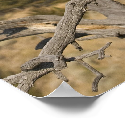 Mountain Lion, ook bekend als puma, cougar; Puma c Poster (Hoek)