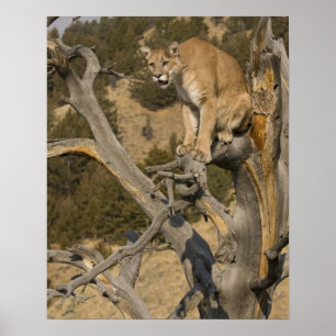 Mountain Lion, ook bekend als puma, cougar; Puma c Poster