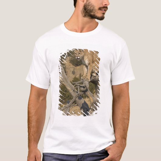 Mountain Lion, ook bekend als puma, cougar; Puma c T-shirt (Voorkant)