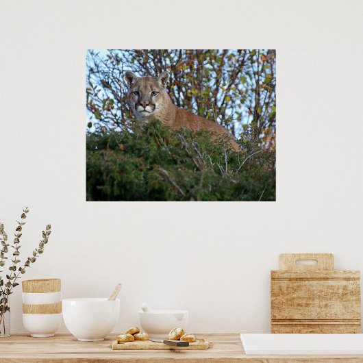 Mountain Lion op de uitkijk Poster (Keuken)