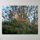Mountain Lion op de uitkijk Poster (Voorkant)