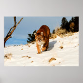 Mountain Lion op sneeuwheuvel Poster (Voorkant)