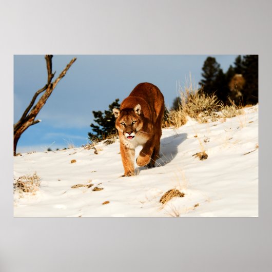 Mountain Lion op sneeuwheuvel Poster (Voorkant)