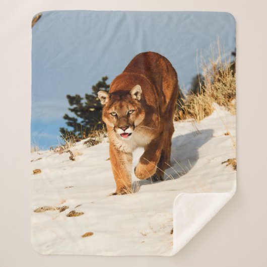 Mountain Lion op sneeuwheuvel Sherpa Deken (Voorkant)