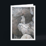 Mountain Lion Portrait Kaart<br><div class="desc">Mountain Lion Portrait Greeting Card. You can easily customize this product for free if you would like to add wording or change the color of the background.</div>