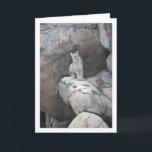 Mountain Lion Portrait Kaart<br><div class="desc">Mountain Lion Portrait Greeting Card. You can easily customize this product for free if you would like to add wording or change the color of the background.</div>
