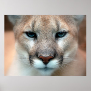 Mountain Lion Poster