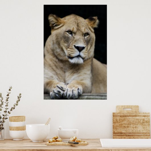 Mountain Lion Poster (Keuken)