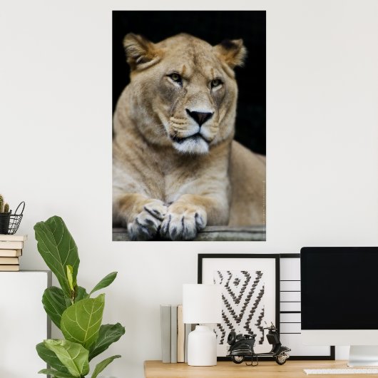 Mountain Lion Poster (Thuiskantoor)