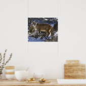 Mountain Lion Poster (Keuken)