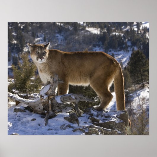 Mountain Lion Poster (Voorkant)