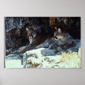 Mountain Lion Poster (Voorkant)