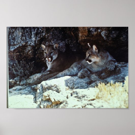 Mountain Lion Poster (Voorkant)